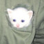 Tactical Kitten