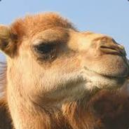 AmazingCamel