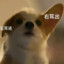 慧哥嗷