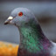 Pigeon_Killer