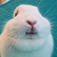 babbit
