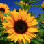 Sunflowerpower37