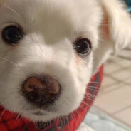 白斩鸡出来受死丶