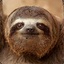 Just A Sloth