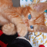 remco le chaton