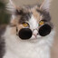 Smug Cat