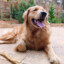 Muttley
