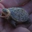 -(smk)- the Turtle Tamer