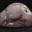 Blobfish