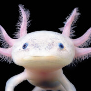 axolotl