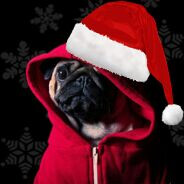 Festive Pug