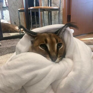 ★ Big_Floppa </^._.^\> ★