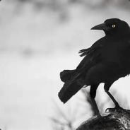 Crow