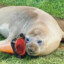 kat - I LOVE SEALS