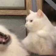 今天和阿润一起学习了