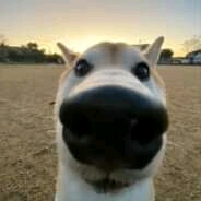 𝕭𝖔𝕭𝕷'𝖊𝕻𝖔