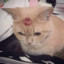 Sheron_