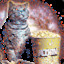 Popcorncat