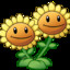 Girasol