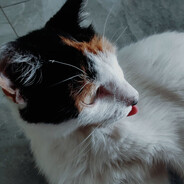 爱次稀饭的弓米弓