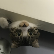 我是滋水王八，你可以叫我杰尼杰尼