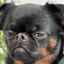 LEAO DO ECO GC