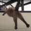 Flying Cat