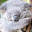 Sekusi Koala