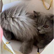 当当做事当当当。