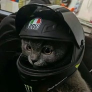 据说猫有九条命