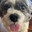 Shih zoo