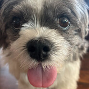 Shih zoo