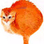 Cat who have