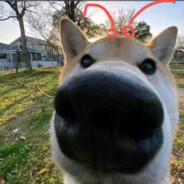 大只佬（StatTrak™）（崭