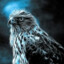 Hawk