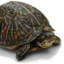 TurtleMum
