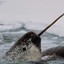 GeneralNarwhals