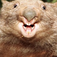 Kitty Wombat