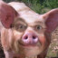 Ɑ͞ ̶͞ ̶͞ ﻝﮞ Dumo4kа
