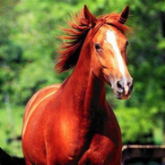 伯乐见了都说：