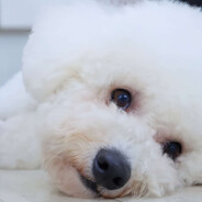 Abu Xiaobao~小宝他爹 (CHN)