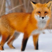 FoxTrot