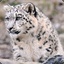 Snowbars The Snow Leopard