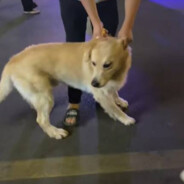 把心脏给羊尾的你，虽然不硬，但能替你搏起