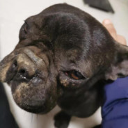 松平藏人佐元康