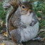 Gooba Fat Squirrel