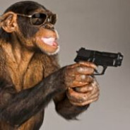 MACACO 13