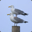 Schwifty Seagull
