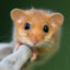 dormouse