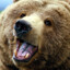 Bearwildered